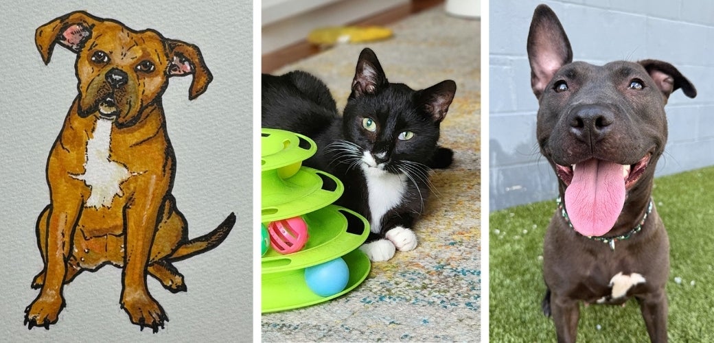 A drawing of a dog, a picture of a cat playing with a toy and a picture of a smiling dog