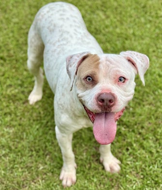 White and brown dog on green grass, looking at camera