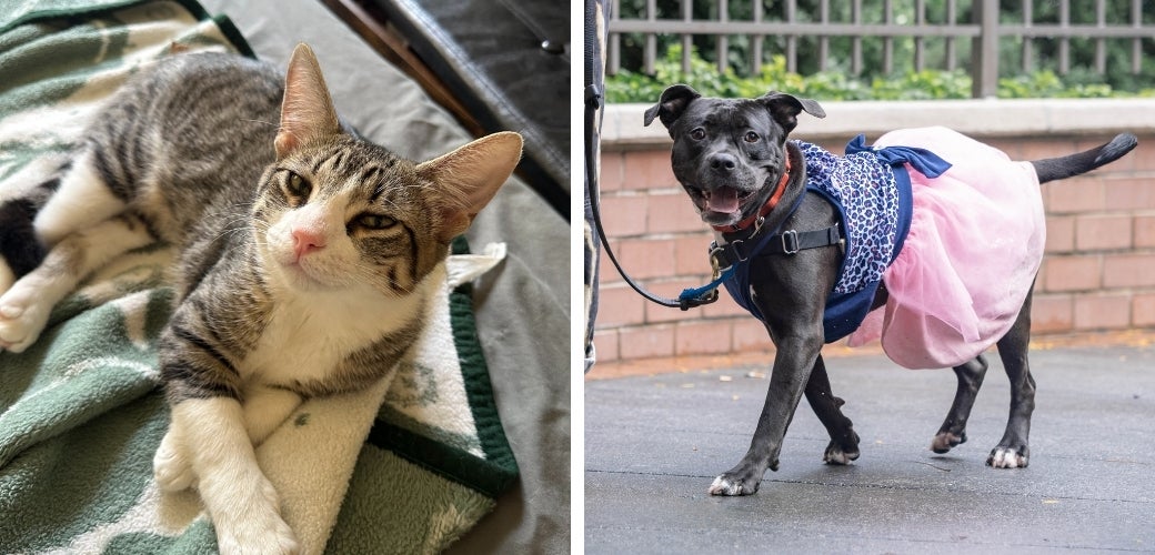 A brown tabby cat lying on a blanket and a black dog wearing a dress