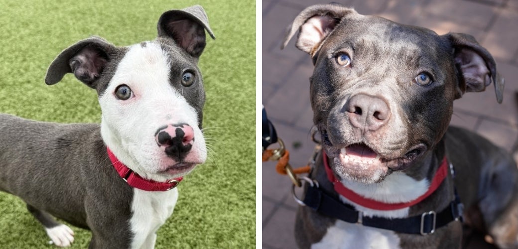 A black-and-white dog looking up at the viewer, and a grey dog looking up and smiling