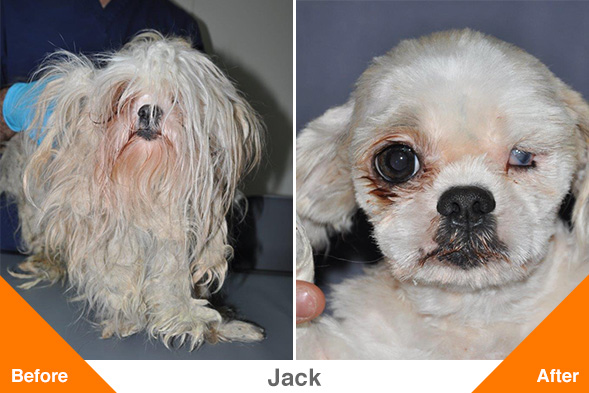 Trio of Severely Matted, Malnourished Shih Tzus Recovers at the ASPCA Following NYPD Rescue