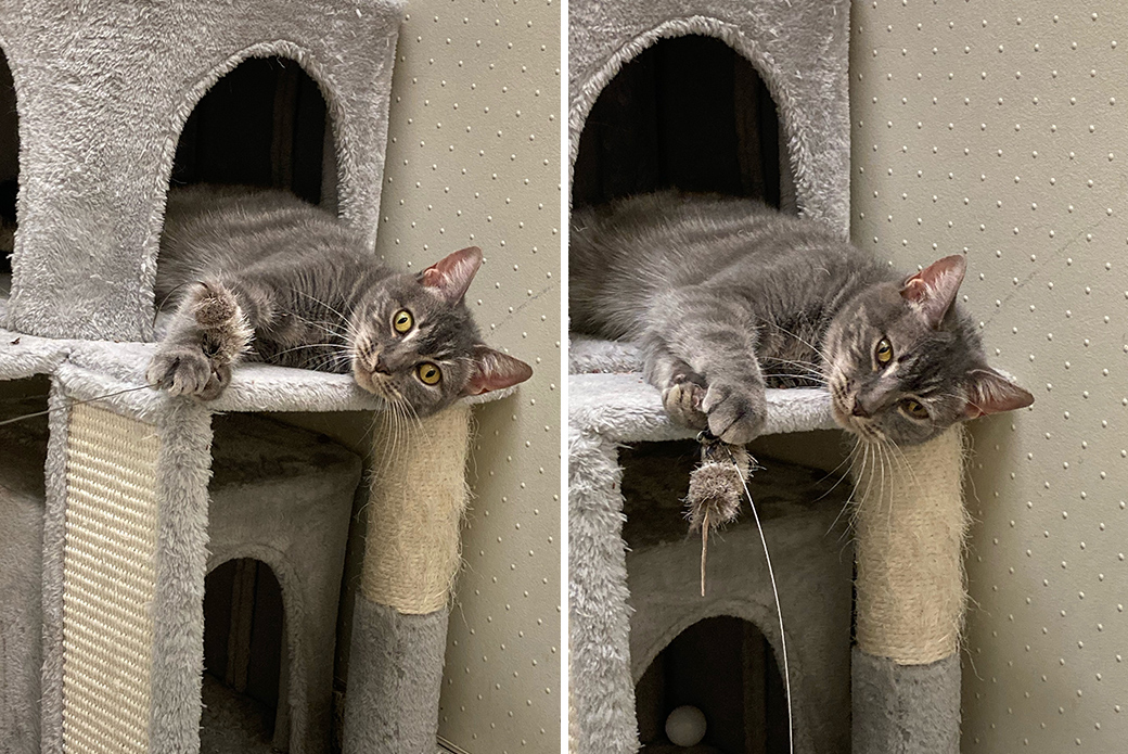 Trot laying and playing in cat tree
