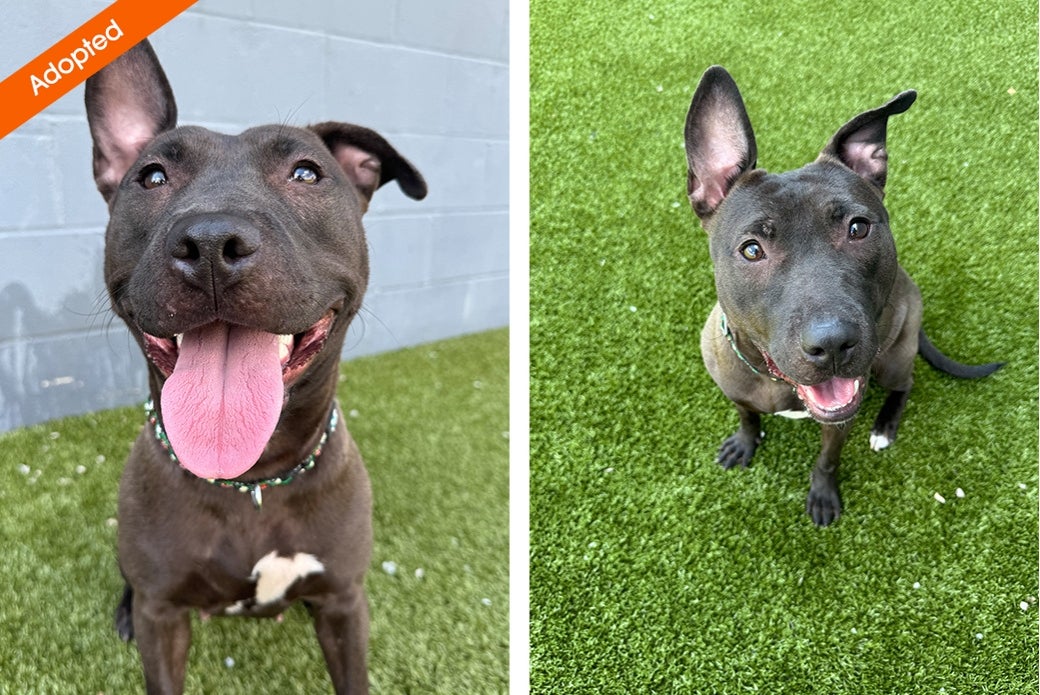 Two pictures of a brown dog outside, smiling