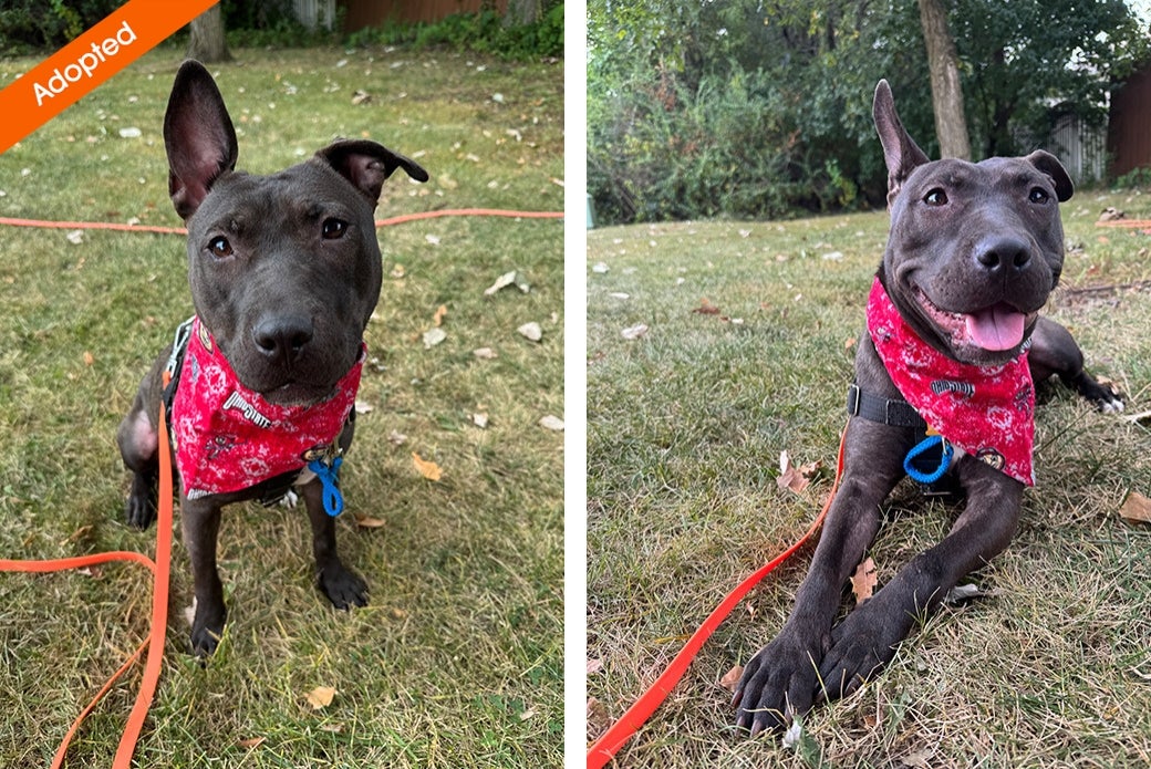 Two pictures of a black dog sitting in grass, wearing a red bandana