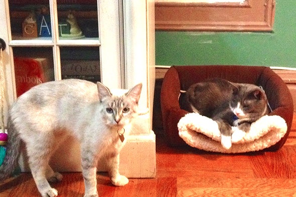 Two cats hanging out at home