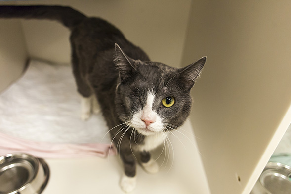 Grey and white cat with one eye