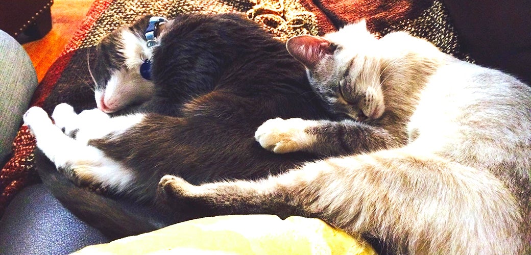 Two Pasts, One Future: Chester & Elsa's Happy Tail