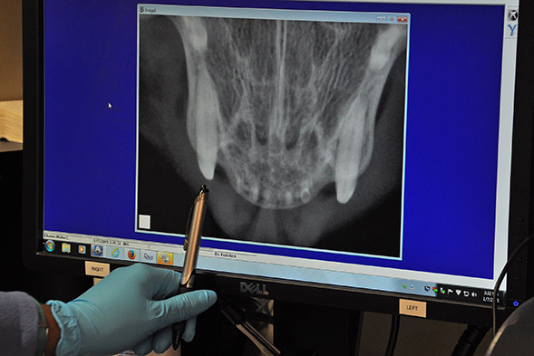 Untreated Dental Issues Can Lead to Major Pain for Pets