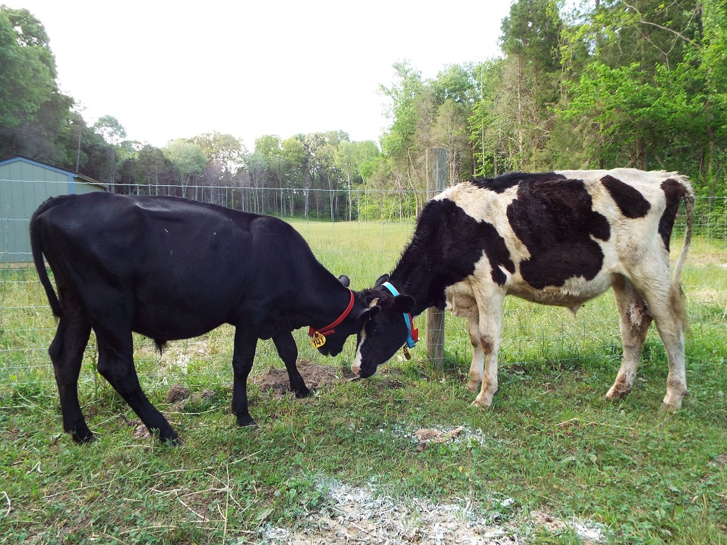 Two cows rescued by the ASPCA 