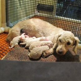 Mother dog with pups