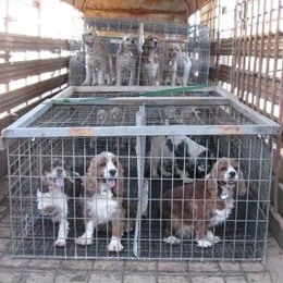 Puppies in small cage