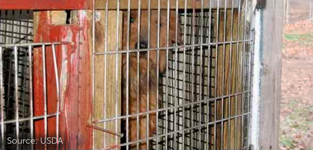 USDA Enforcement of Animal Welfare Act Continues to Plummet | ASPCA