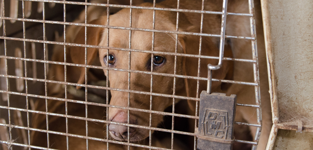 USDA Must Stop Issuing New Licenses to Puppy Mills During Coronavirus  Pandemic | ASPCA