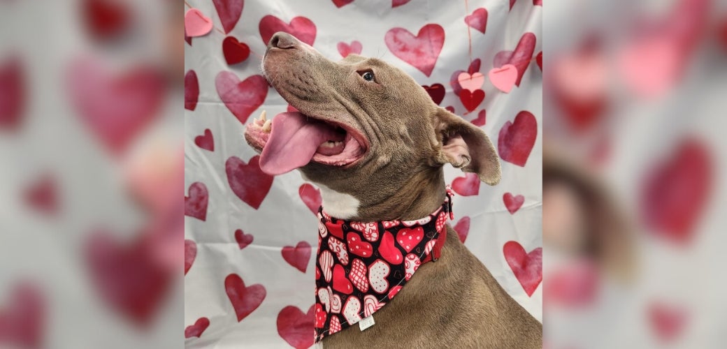 A smiling brown dog wearing a heart-covered bandana