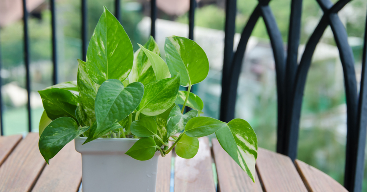 Variegated Philodendron ASPCA