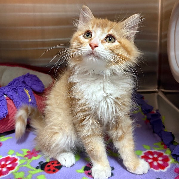 Orange cat