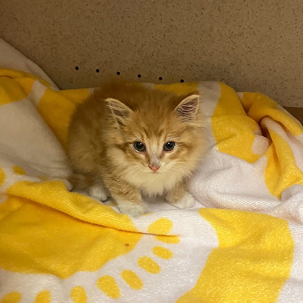 Orange kitten