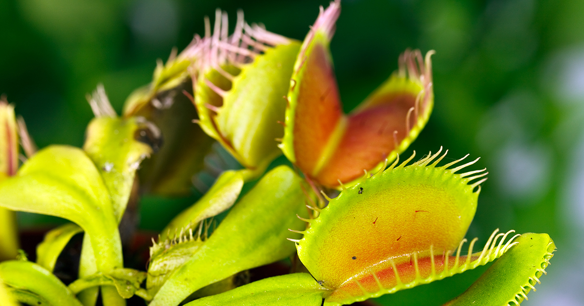Are Venus flytraps cruel?