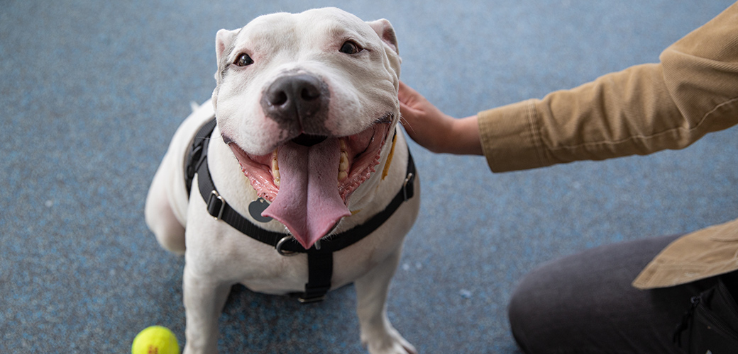 Volunteer At The Aspca Adoption Center Aspca