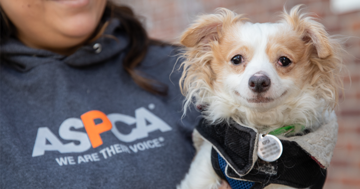 Fundraising Tips & Resources l ASPCA