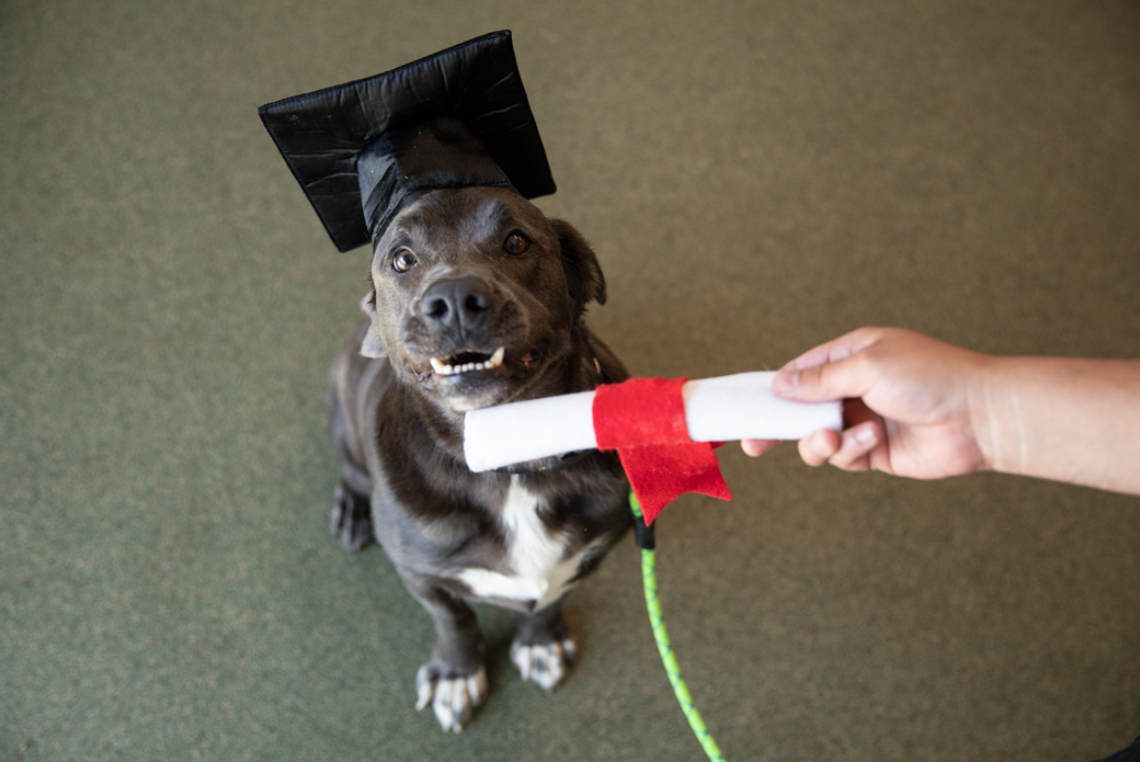 Dog with diploma