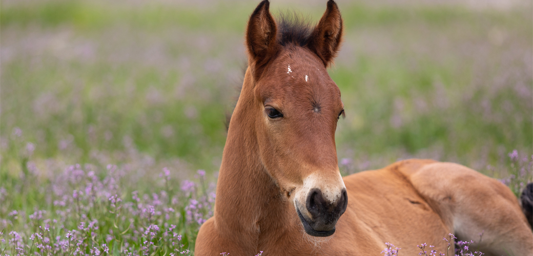 Wild horse