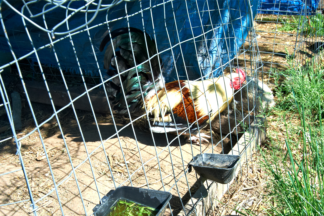 Rooster in cage