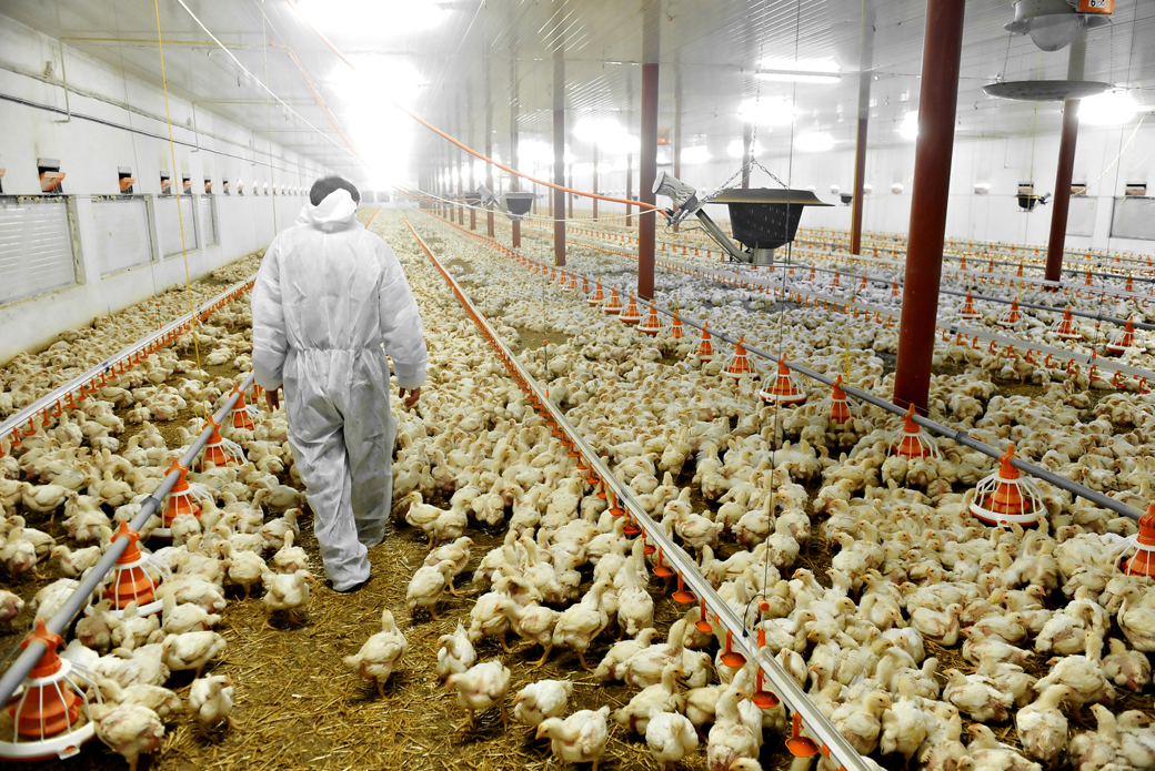 Worker in factory farm surrounded by hundreds of chicken 