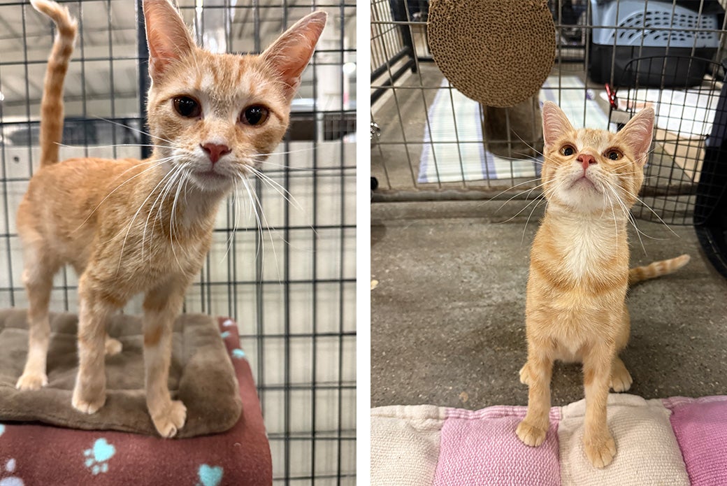 Ziggy the adoptable cat