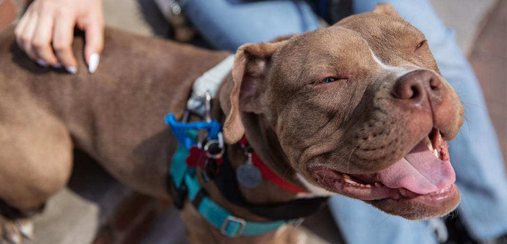 Smiling dog